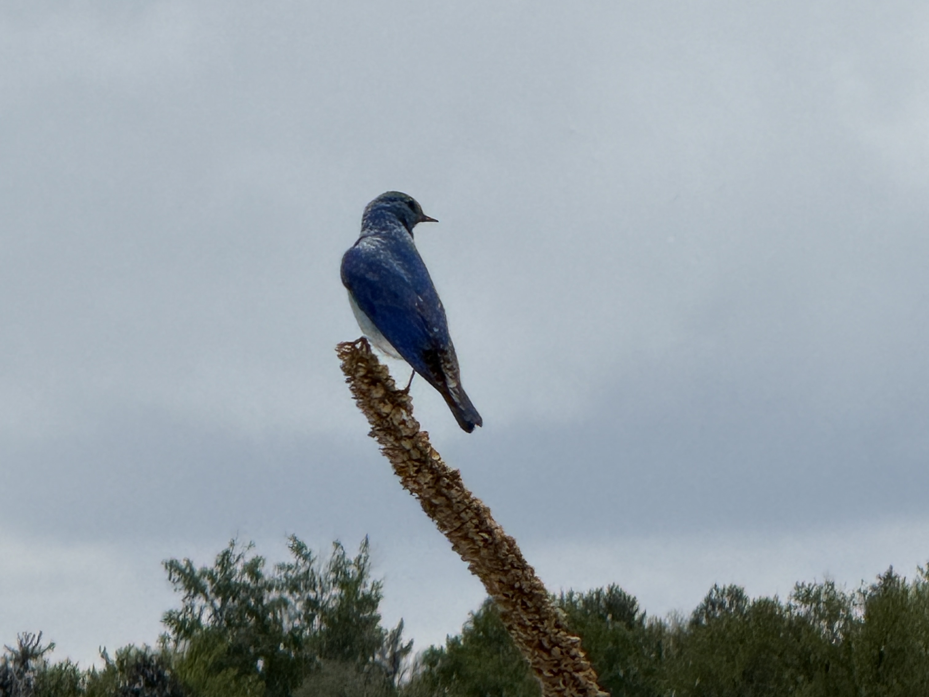 Mountain bluebird with a snowy shoulder
