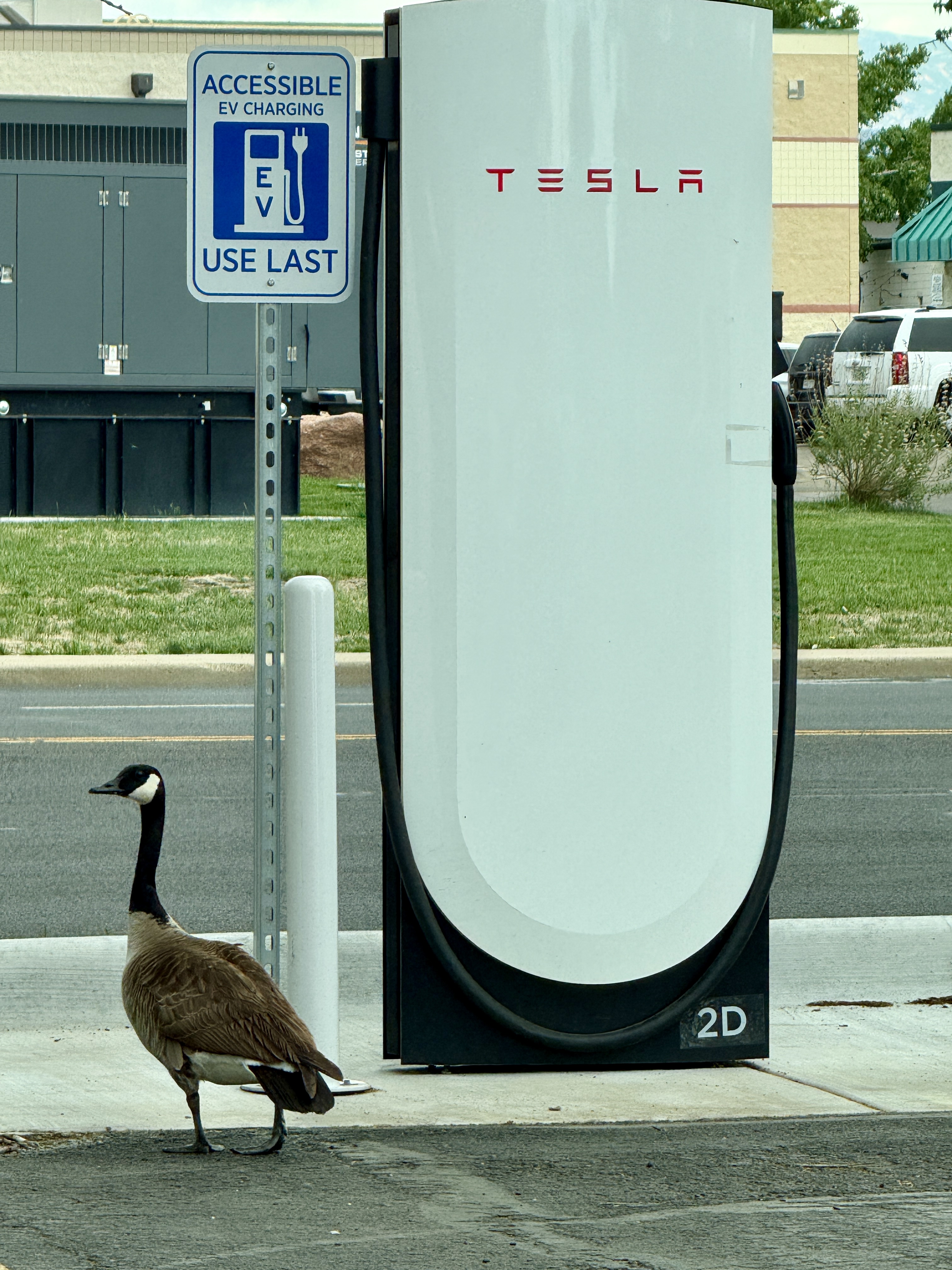 Canada goose looking for a charge
