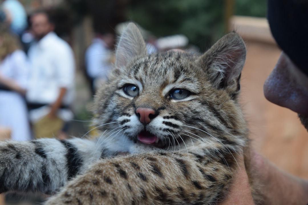 Baby Bobcat from the Great Cats show