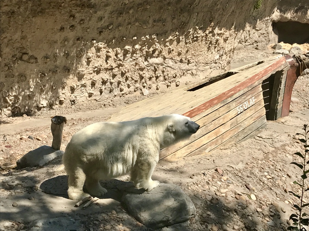 Polar bear, Denver Zoo
