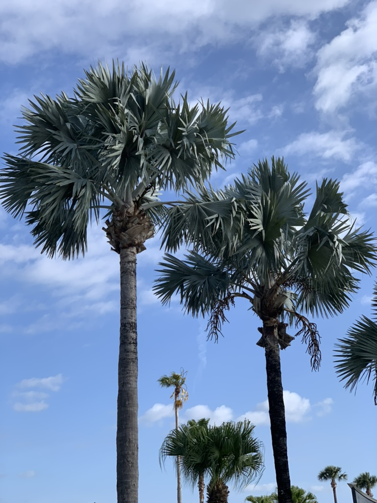Palm trees, Florida