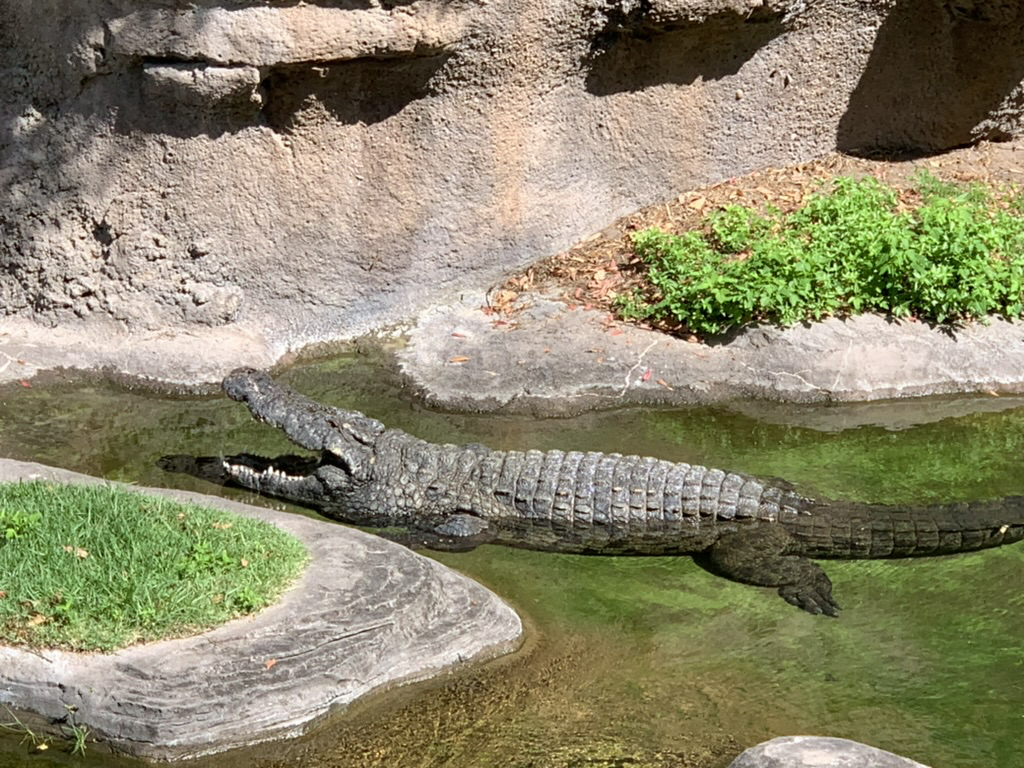 Nile crocodile at Disney's Animal Kingdom