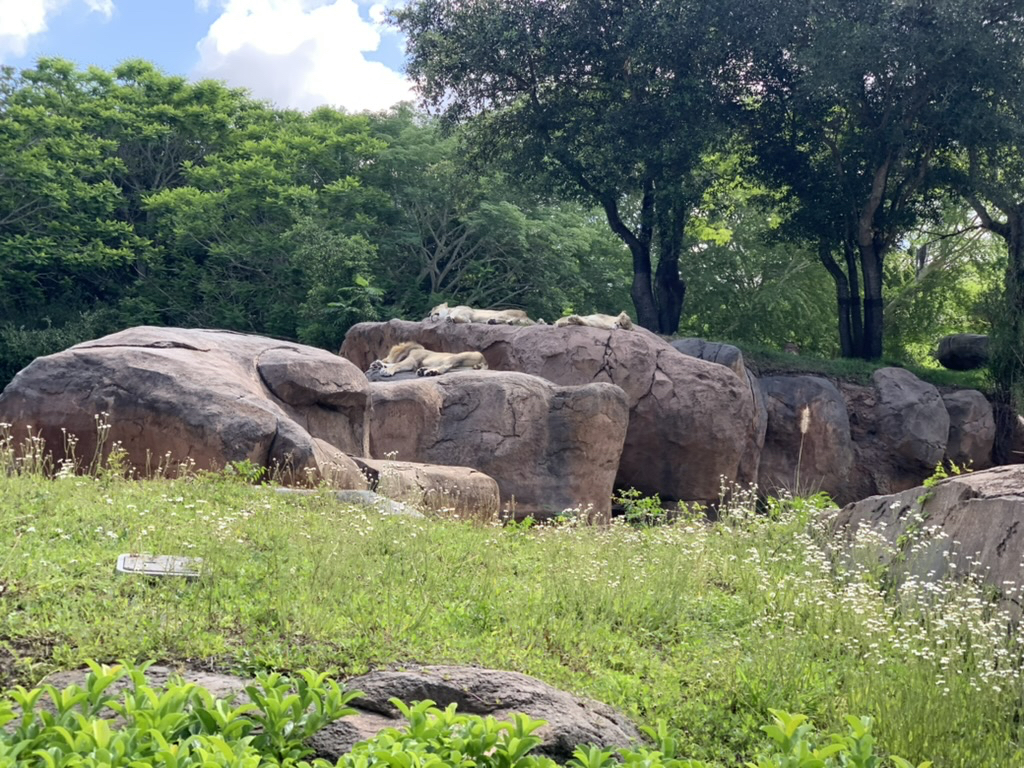 Sleeping lions at Animal Kingdom