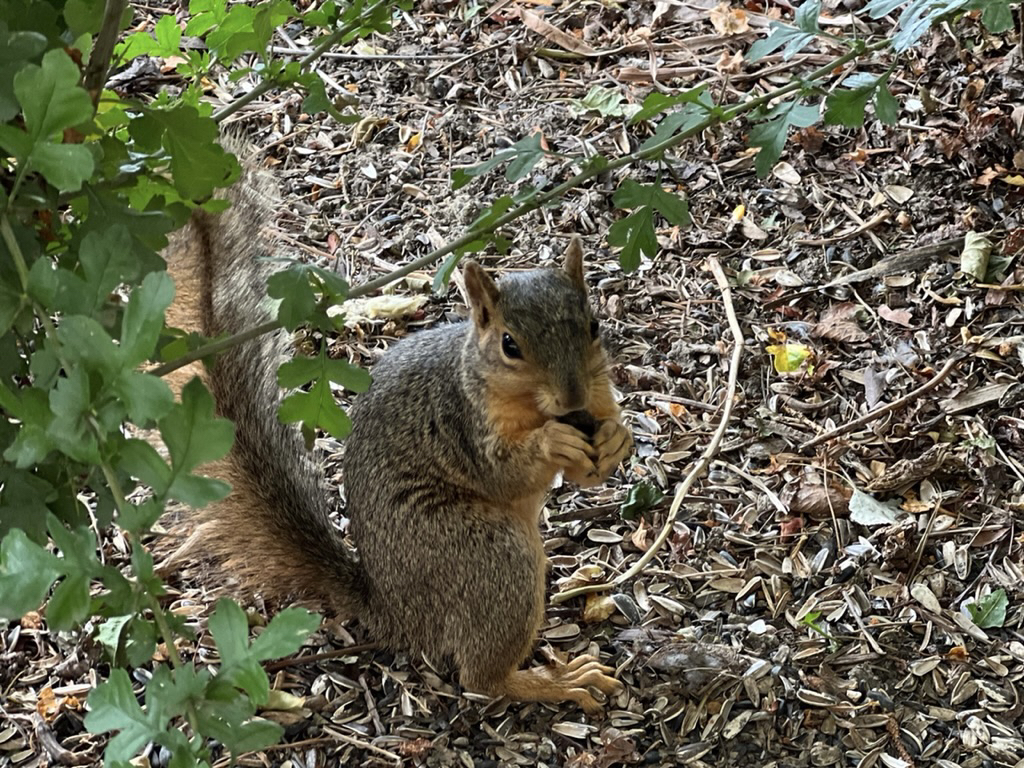 Resentful squirrel