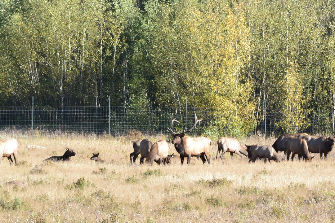 Bull elk and harem, RMNP