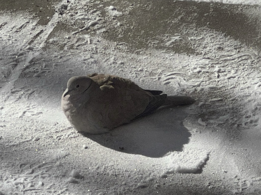 Puffed up Eurasian collared dove on a frigid day