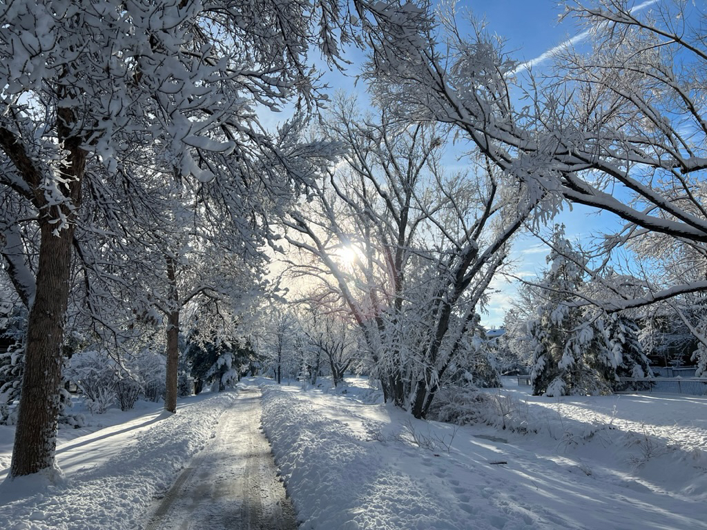 Sunshine through snowy branches
