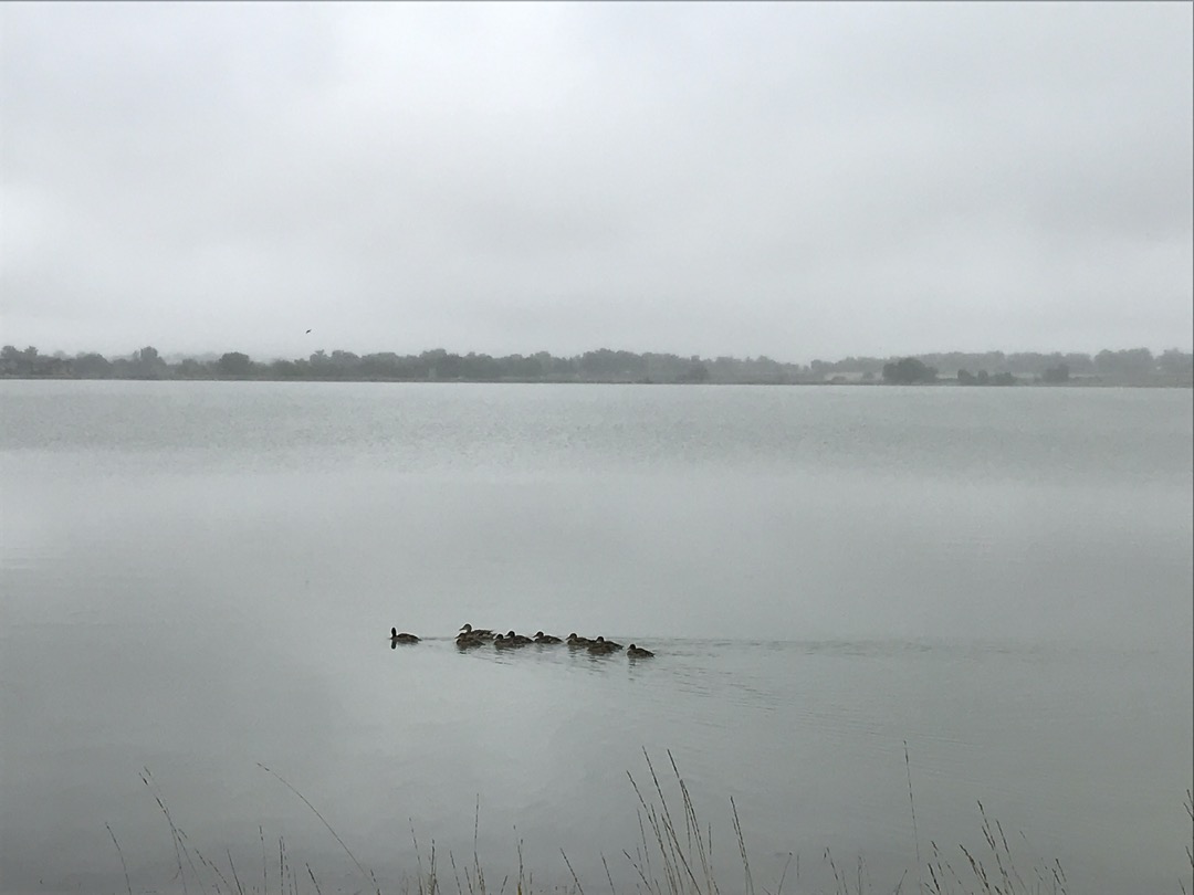 Ducks on a misty morning lake