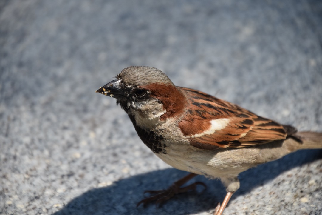 Hungry sparrow at Quincy Market, Boston