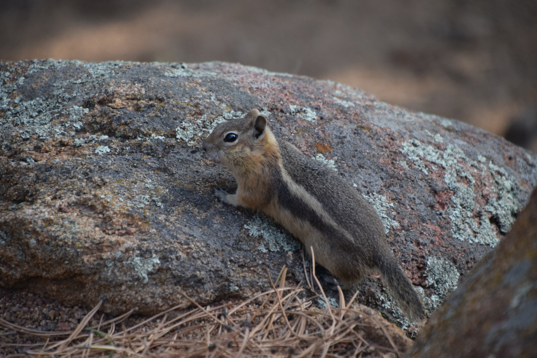 Ground squirrel at Rocky Mountain National Park
