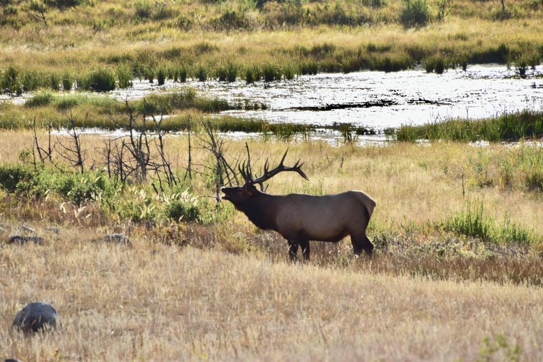 Bull elk at Big Sheep Meadow