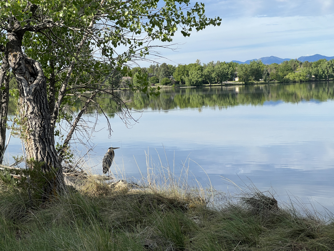 Great Blue Heron at the lake