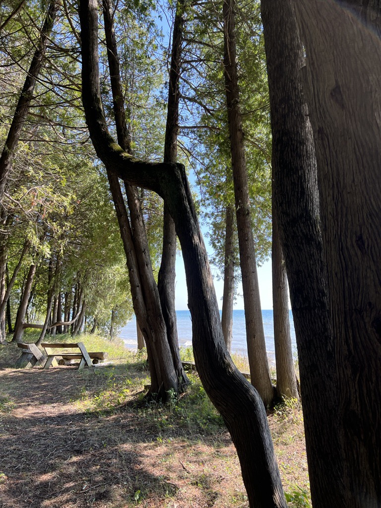 Bjorklunden trees at the edge of Lake Michigan