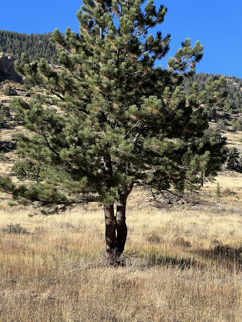 Rocky Mountain National Park pine tree