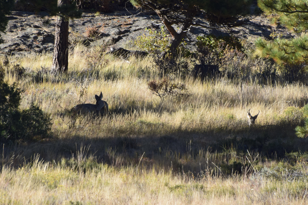 Deer in the grass at RMNP