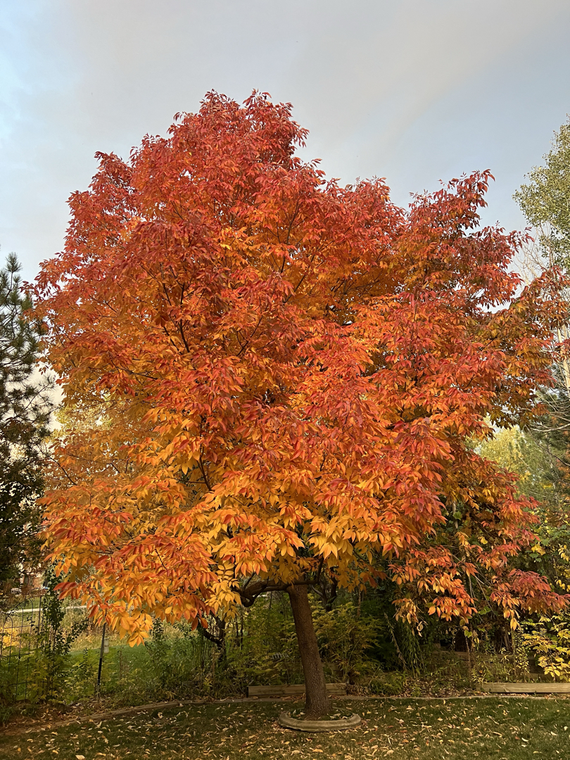 Peak autumn ash