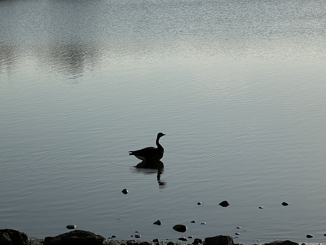 Canada Goose