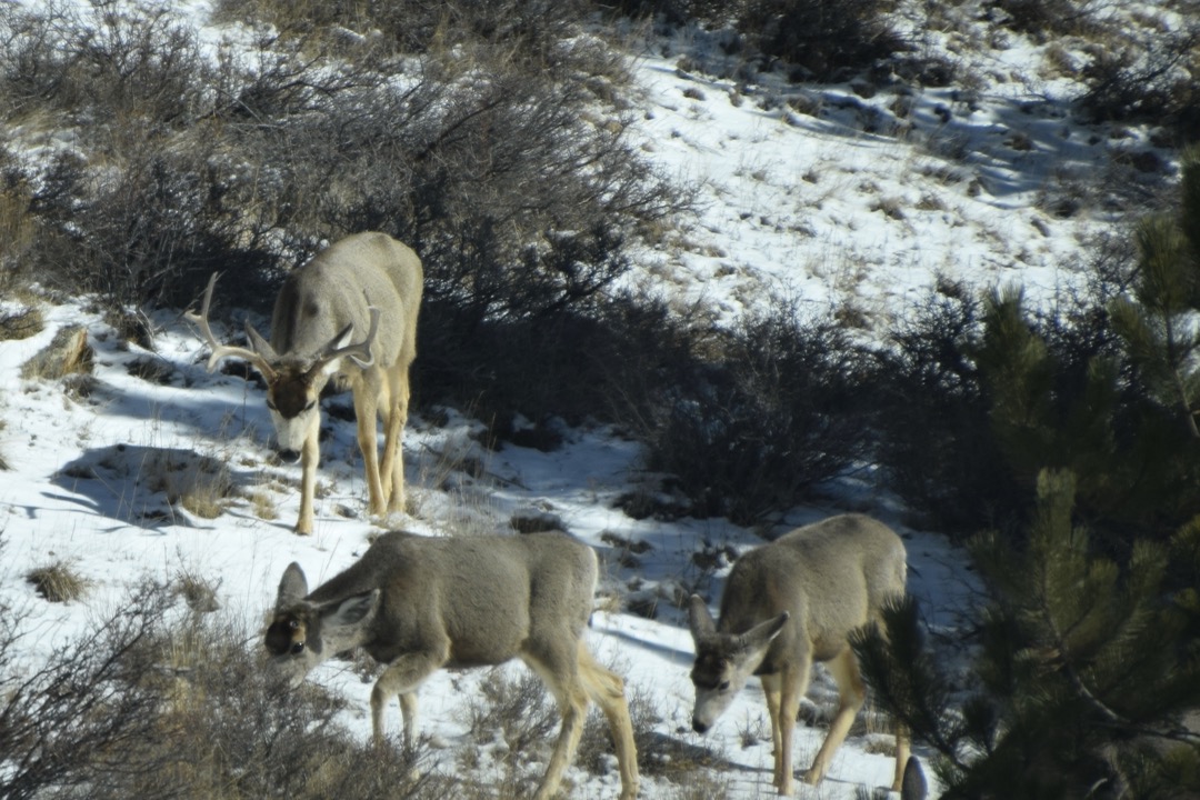 Deer grazing near YMCA of the Rockies in Estes Park