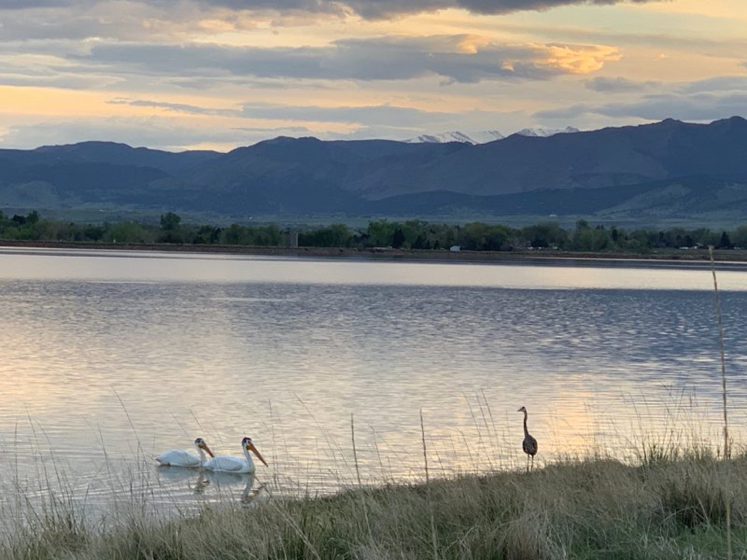 Bird friends at the lake