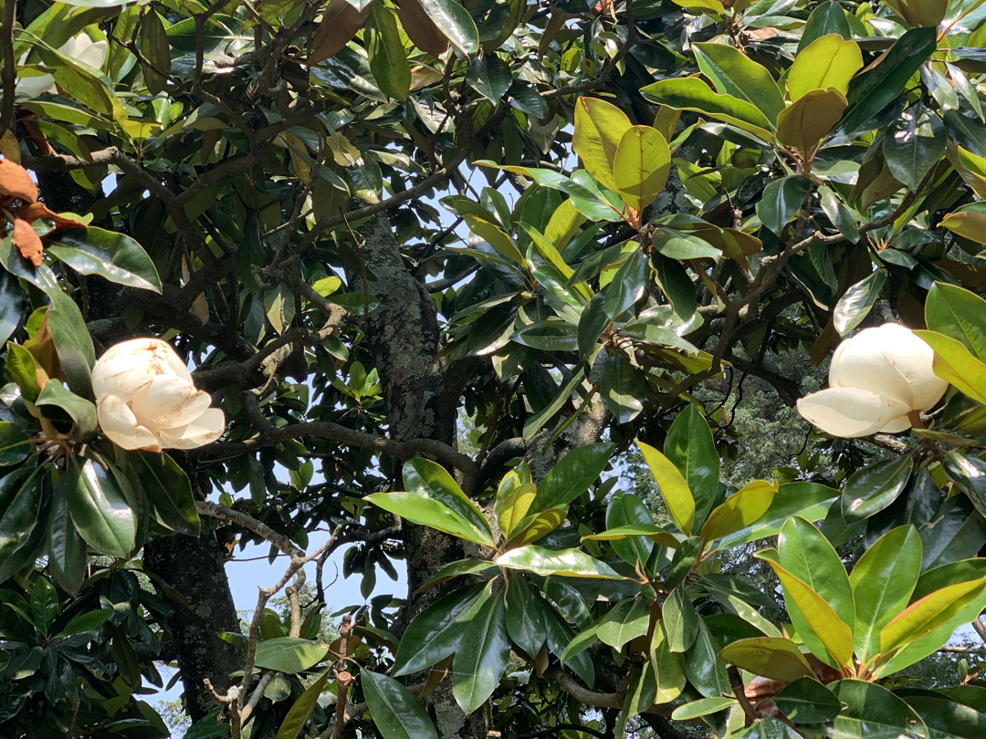 Magnolia tree, Mount Vernon