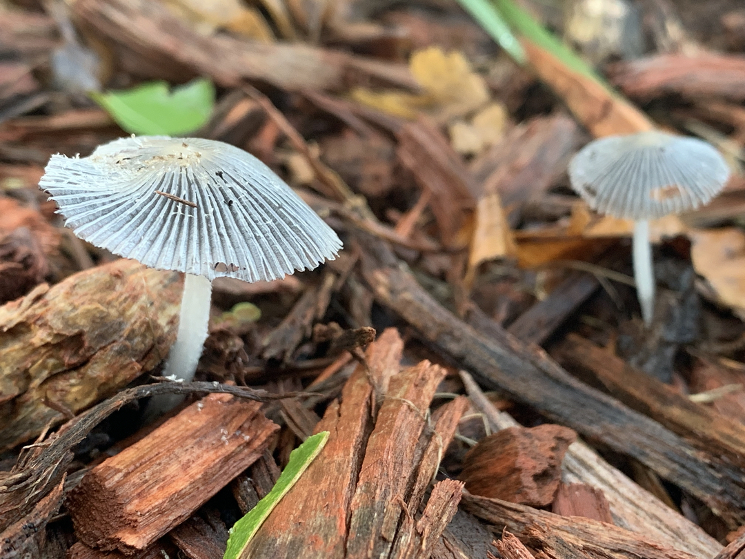 Front lawn mushrooms