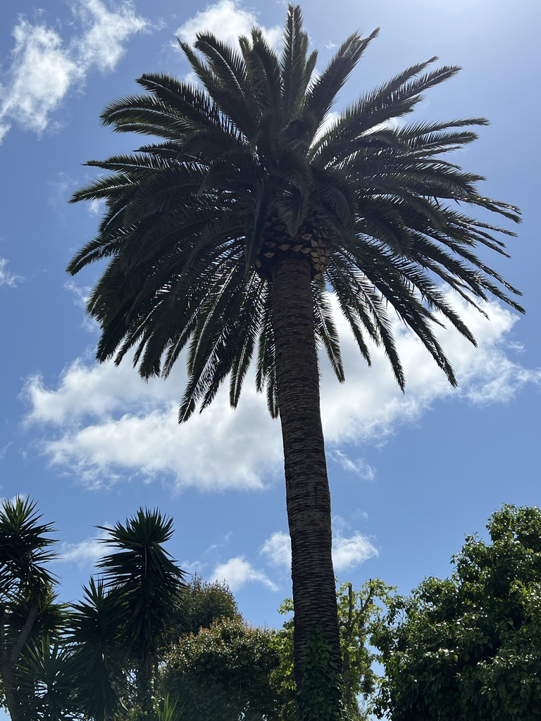 Perfect date palm tree in Culver City