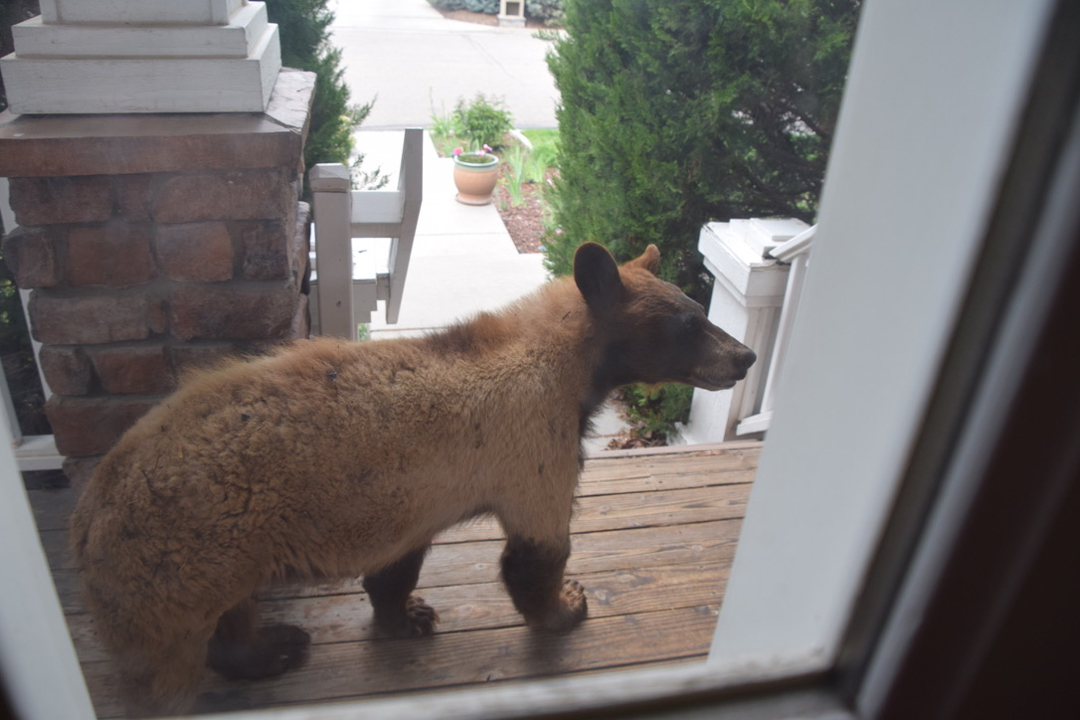 Brown bear pays a neighborhood visit