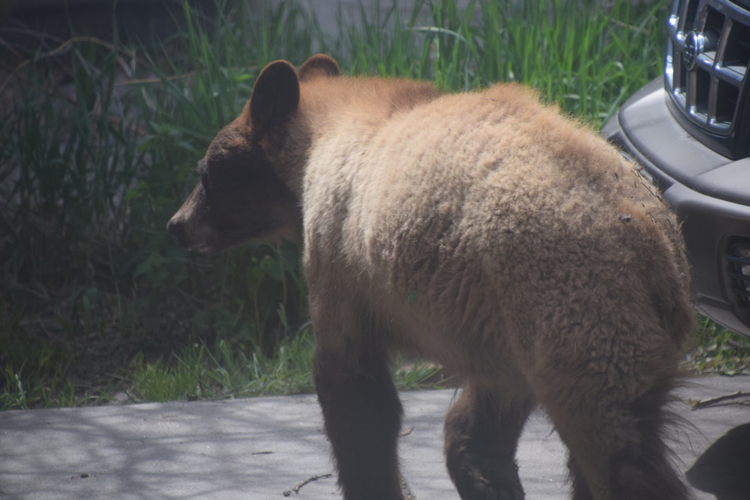 Brown bear on our driveway