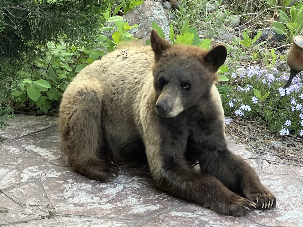 Brown bear thinks our patio is too comfortable