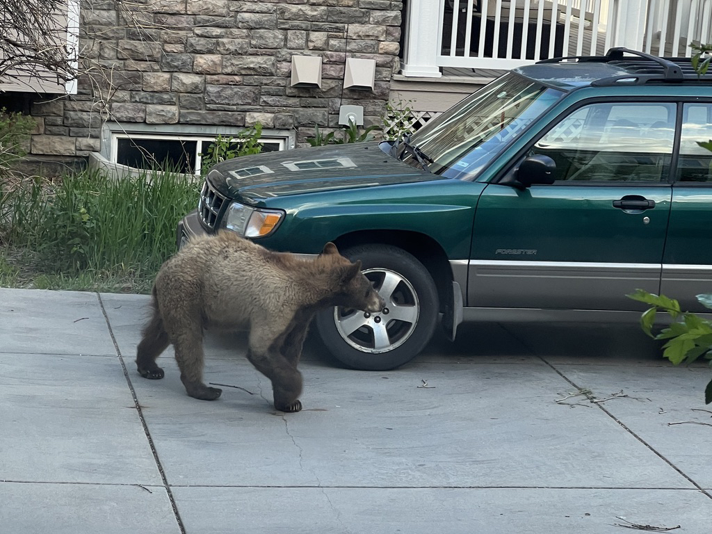 Brown bear hung around all day