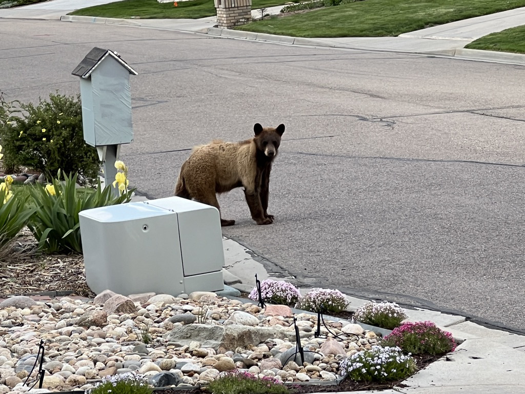 Brown bear ventures out into the neighborhood