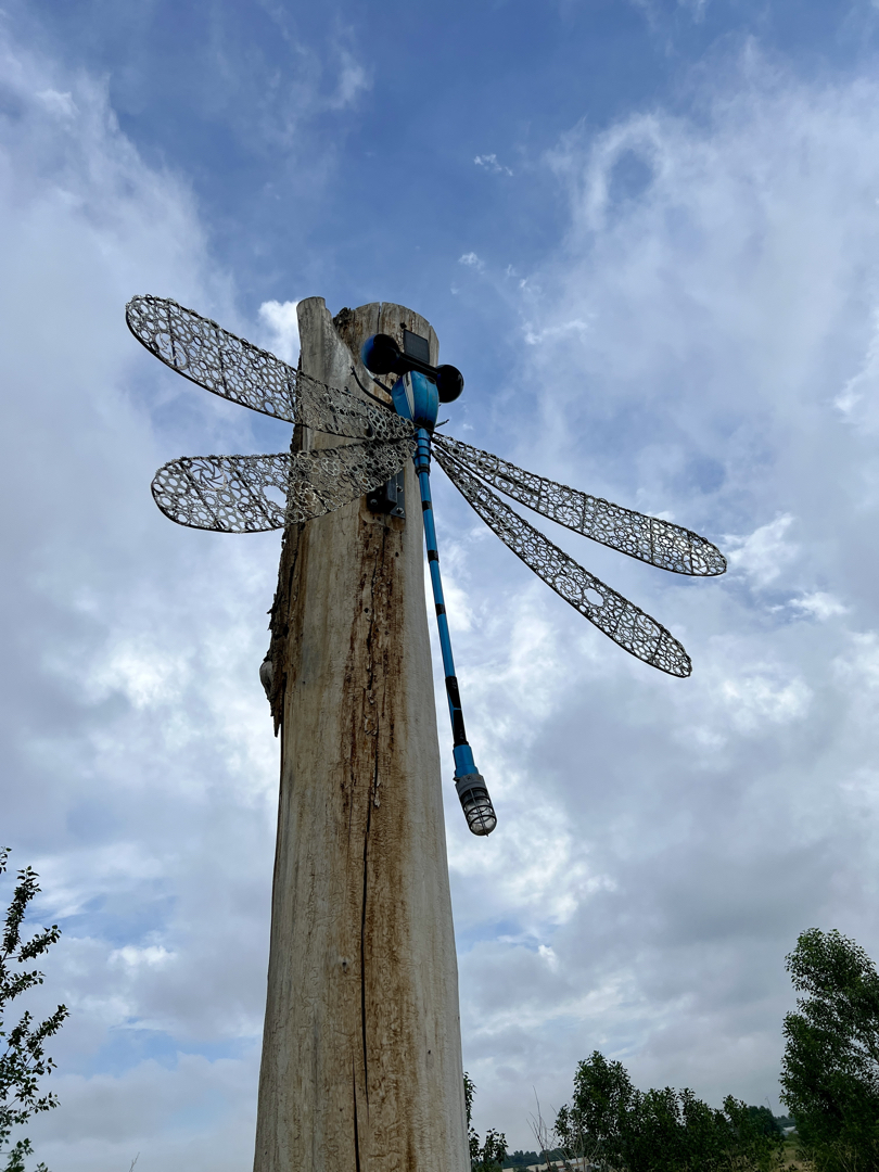 St. Vrain Greenway dragonfly