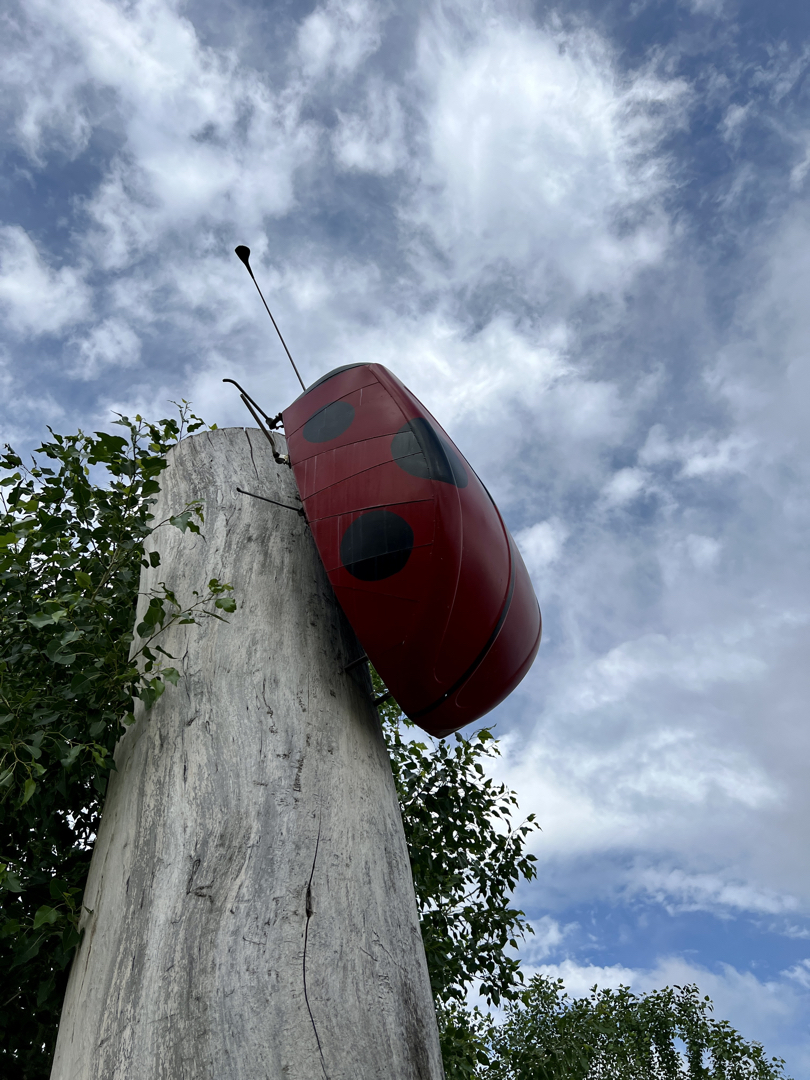 St. Vrain Greenway ladybug