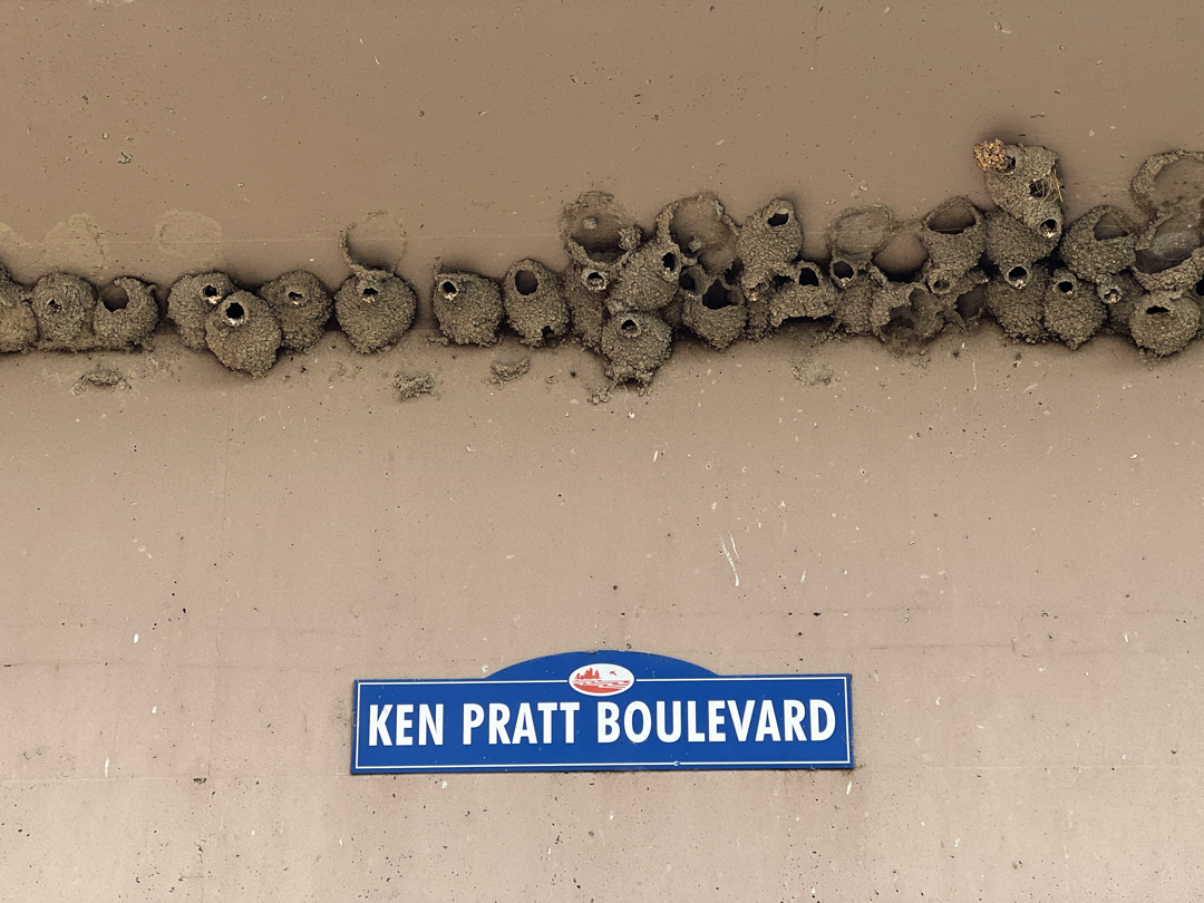 Ken Pratt swallow nests