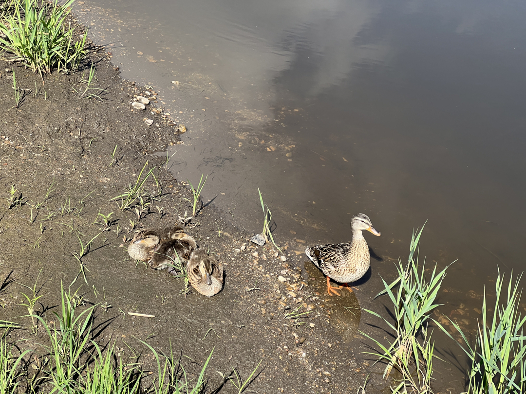 Ducks along the St. Vrain River