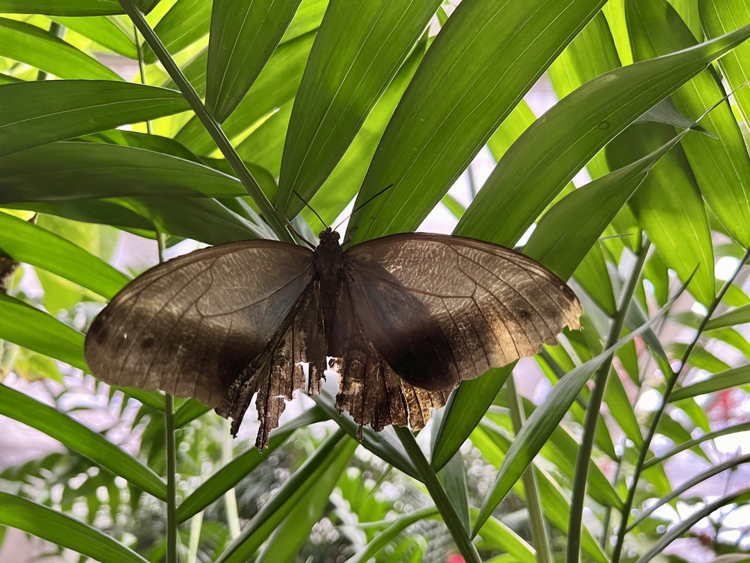 Tattered butterfly