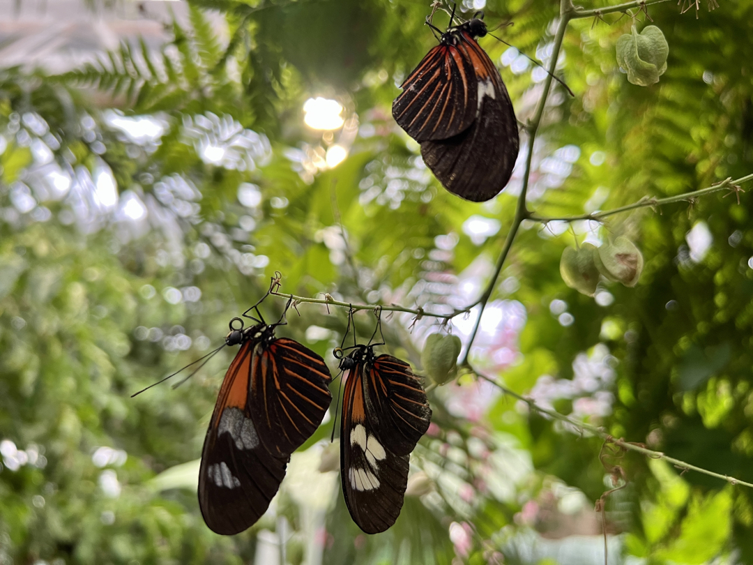 Brush-footed butterflies