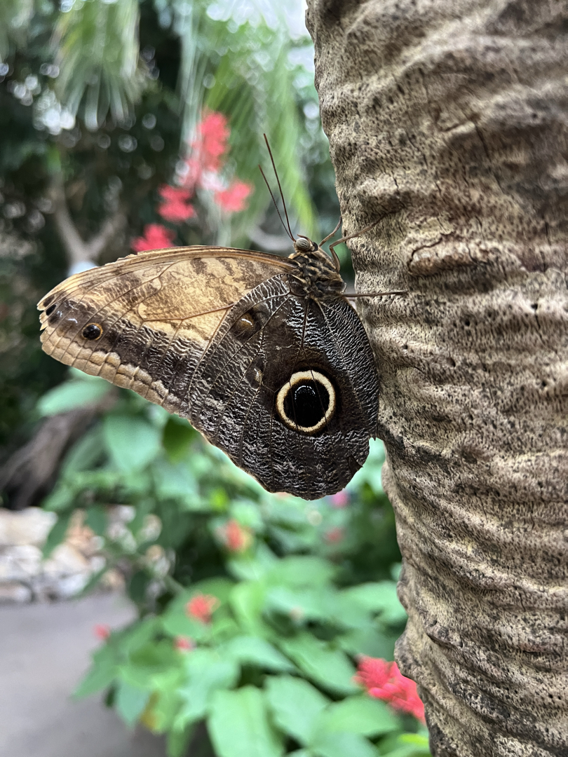 Giant Owl butterfly