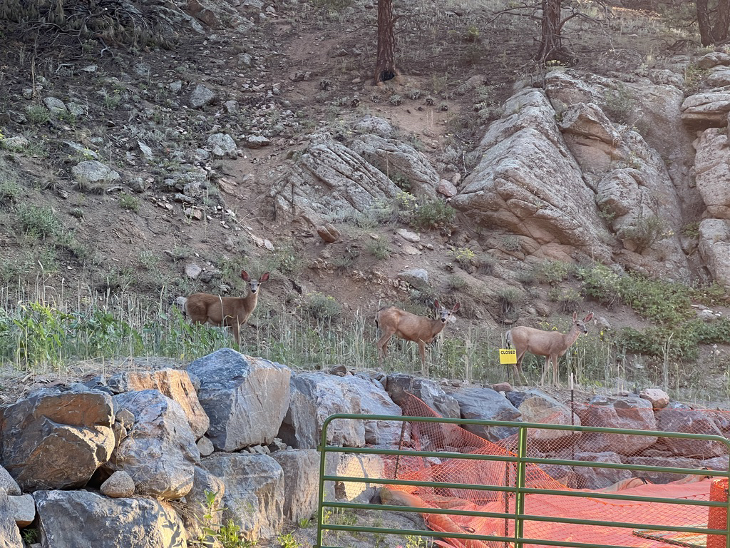 Deer at the Anne U. White trailhead