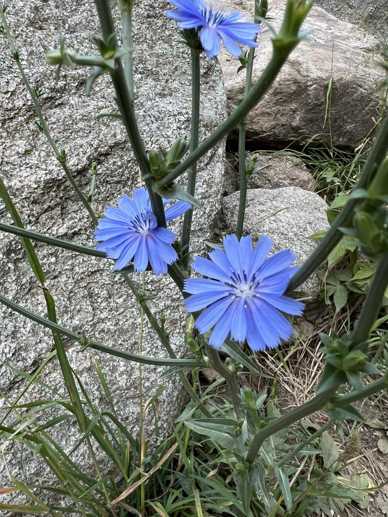 Chicory along the trail