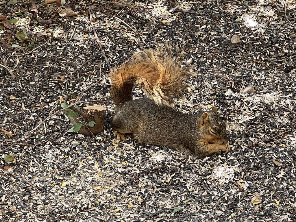 Very hot squirrel laying flat to keep cool