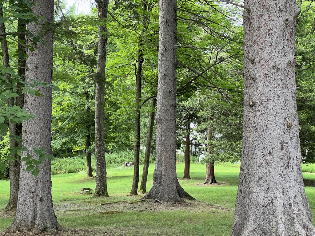 Hidden view at Forest Park