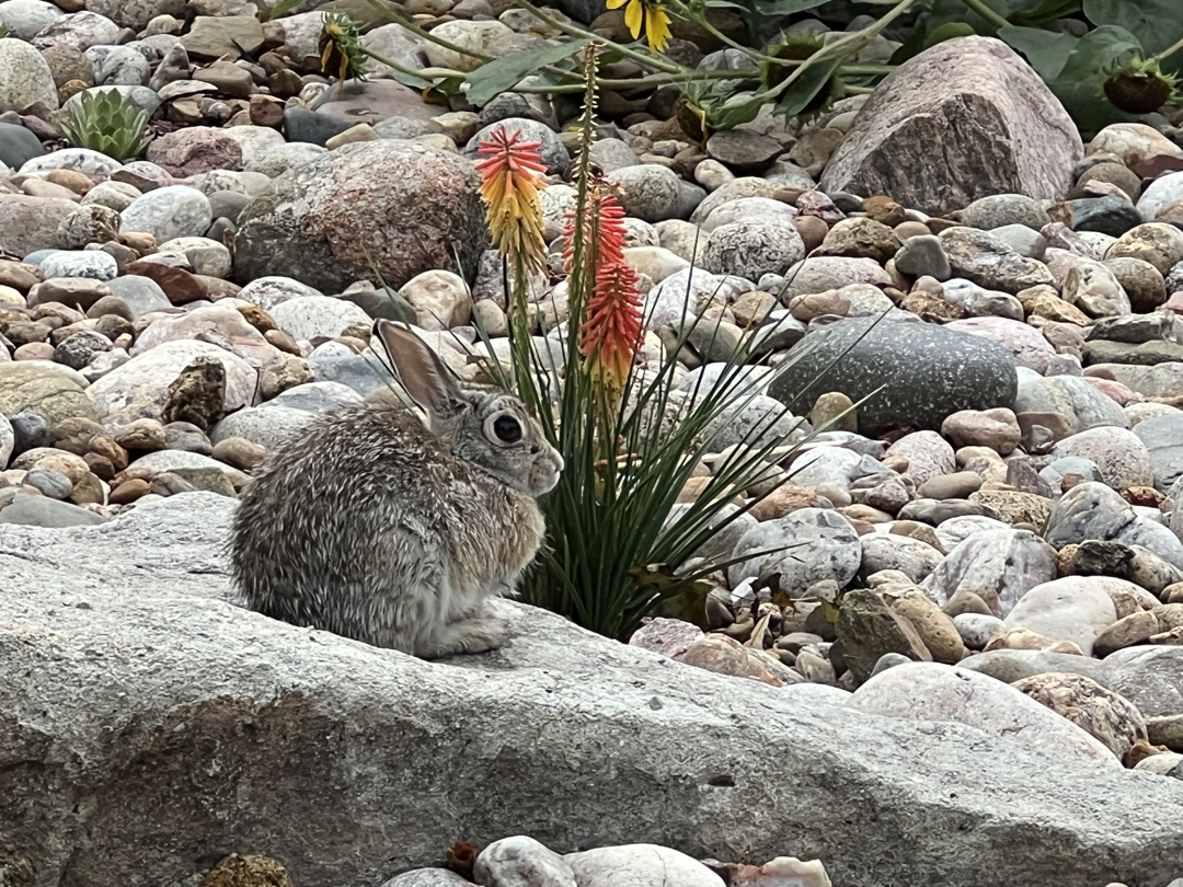 Very round rabbit on a rock