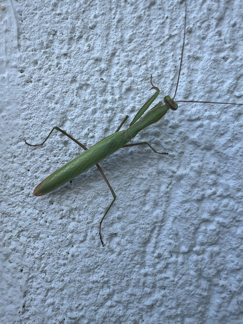 Praying mantis