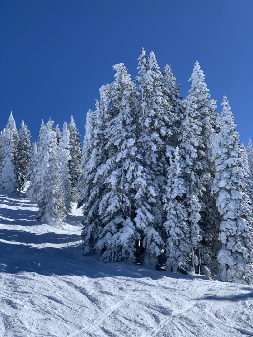 Ghost trees and bluebird skies at Steamboat Springs