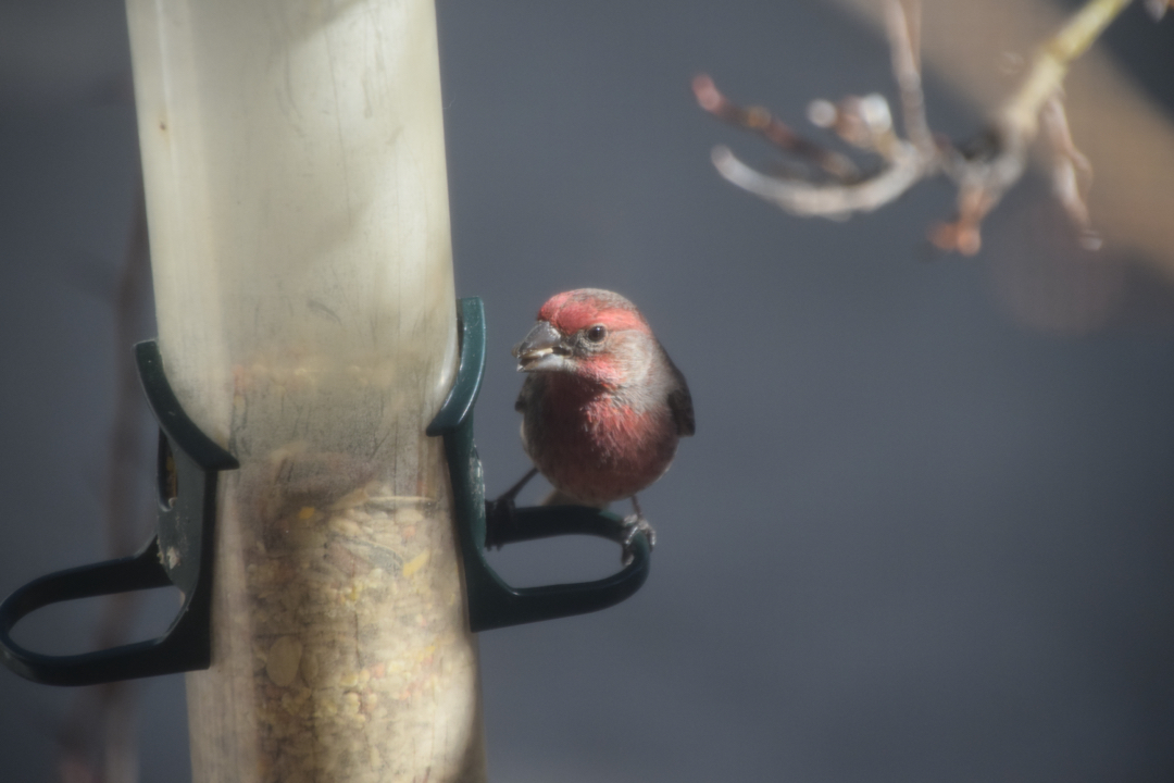 House finch with seed