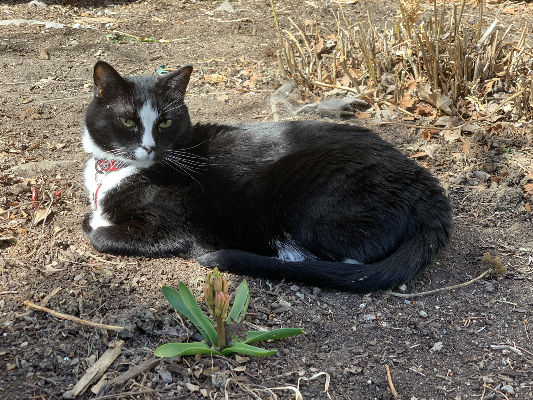 Garden-variety cat