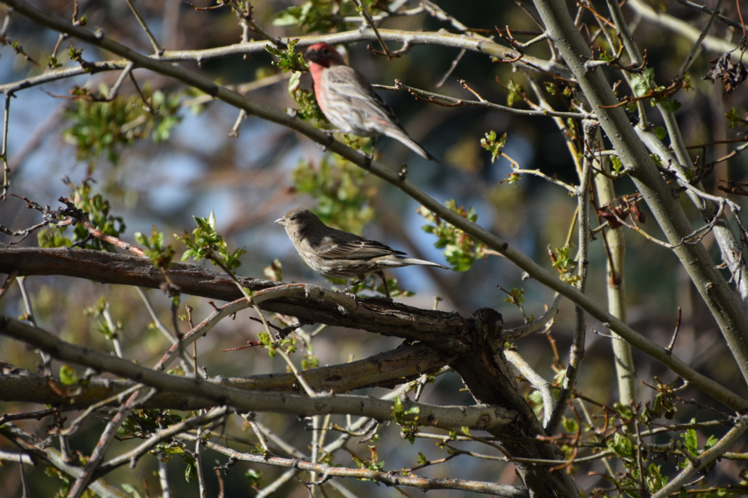 House finches in the tree