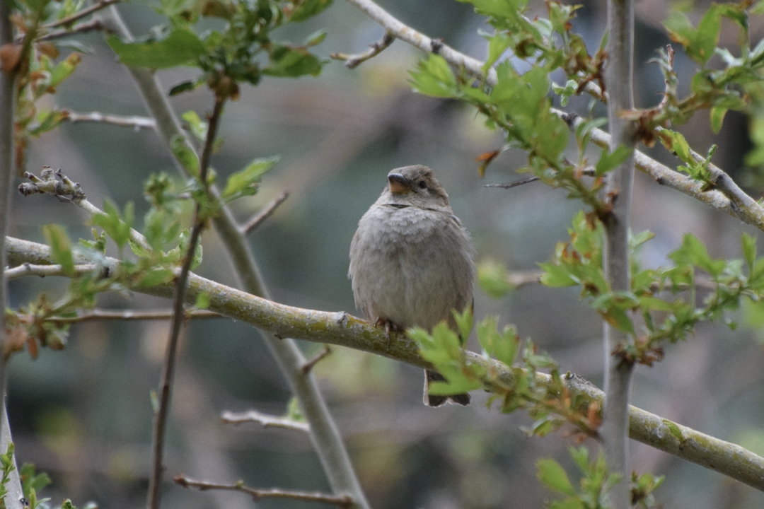A very puffy bird, possibly a female house sparrow