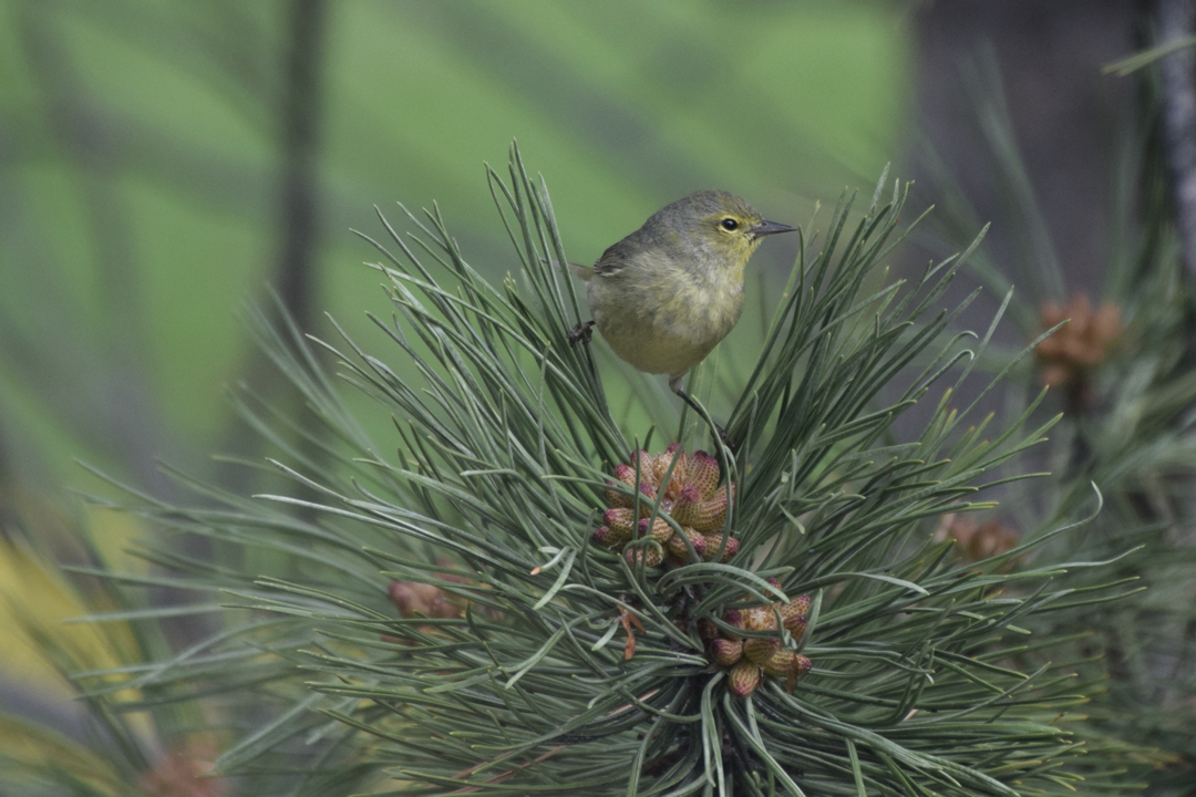 Warbler in a pine